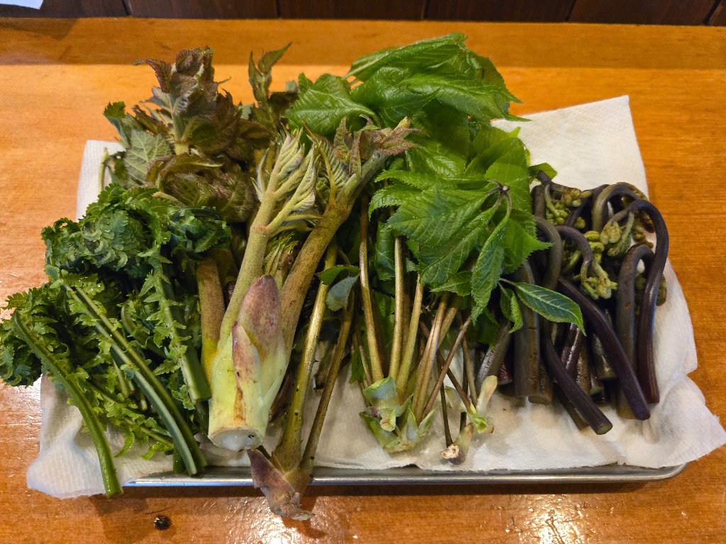 今が旬山菜です。