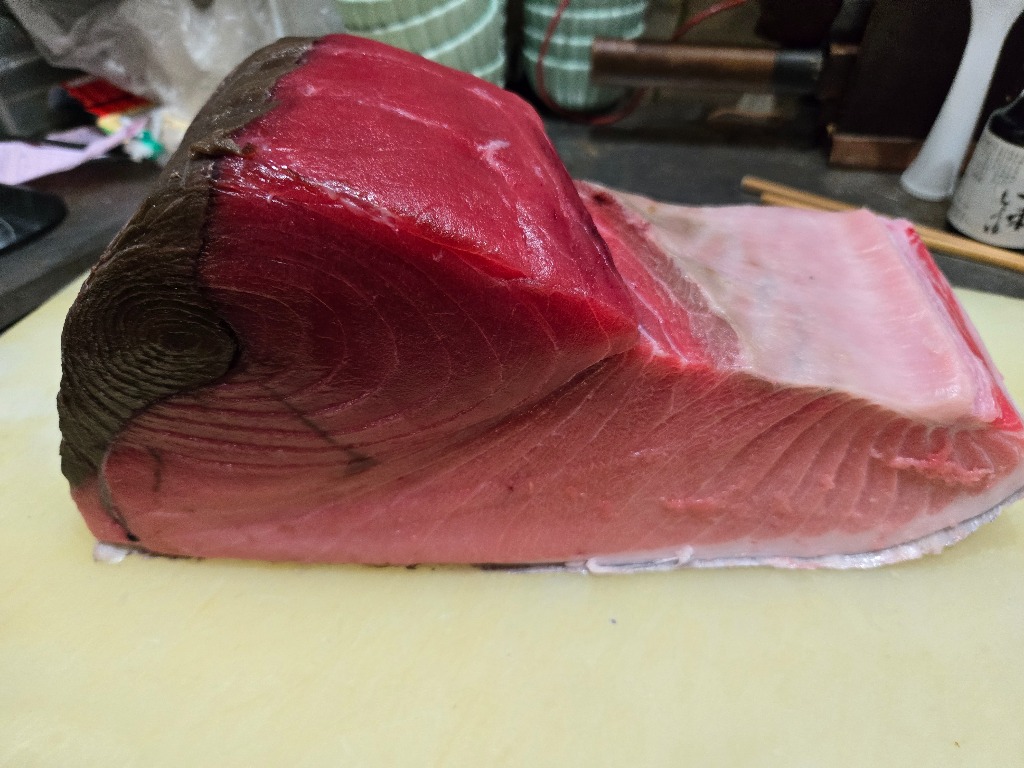 本日入荷の本マグロです。