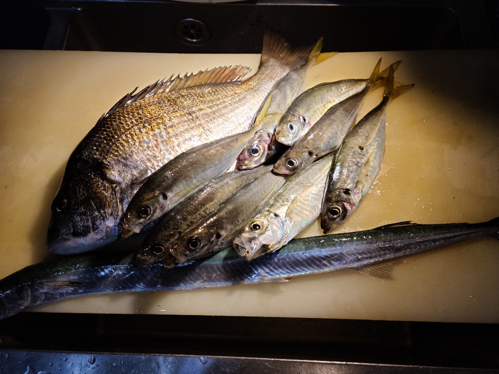 産地直送新鮮な魚たちです。