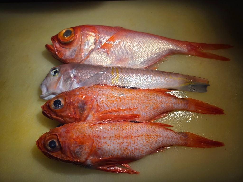 本日入荷の魚たちです。