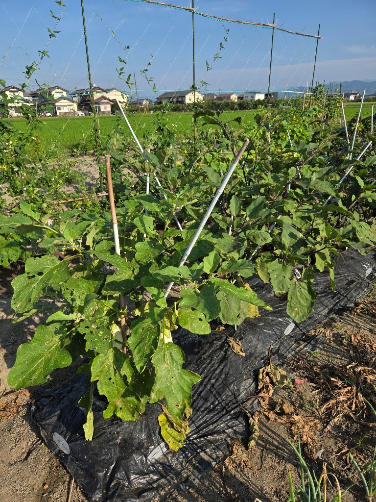 家庭菜園の紹介です。
